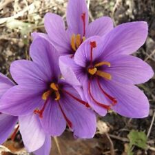 Saffron crocus sativus for sale  MELTON MOWBRAY