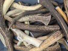 Hirschgeweihe krone gehörn gebraucht kaufen  Langenberg