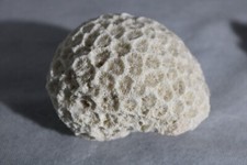 Corail cerveau tanzanie d'occasion  Mulhouse-