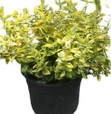 Euonymus emerald gold for sale  Modesto