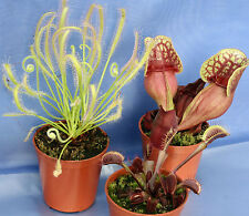 Carnivorous plants collection for sale  AMMANFORD