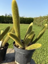 Hildewintera aureispina cactus usato  Arezzo