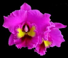 Cattleya rlc. king for sale  Laurens