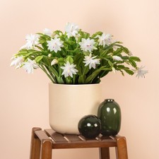 Christmas cactus schlumbergera for sale  UK