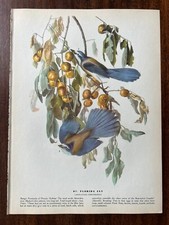 Vintage 1940 audubon for sale  Port Orchard
