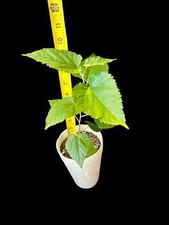Live white mulberry for sale  Fresno