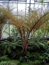 Cyathea tomentosissima spore for sale  EDINBURGH