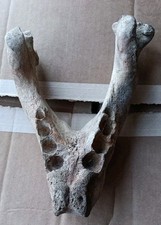 Fossilized walrus sea for sale  Little Neck