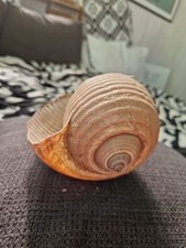 Große tonnenschnecke cm gebraucht kaufen  Kirchanschöring
