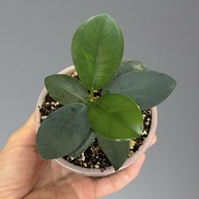 Ficus Formosa na sprzedaż  PL