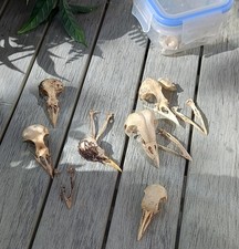 Bird skulls varying for sale  STEVENAGE