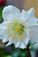 Helleborus niger for sale  BIDEFORD