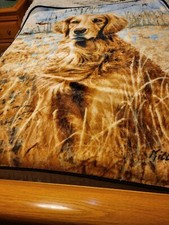 golden retiever for sale golden retiever for sale Medical Lake