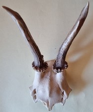 Geweih eines rehbocks gebraucht kaufen  Kempten (Allgäu)