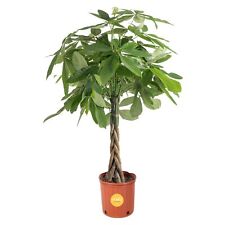 Money tree large for sale  Norfolk