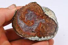 Lithophysis nodule 224g d'occasion  Expédié en Belgium