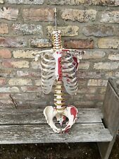 Faux part skeleton for sale  GRIMSBY