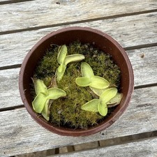 pinguicula for sale pinguicula for sale WARWICK