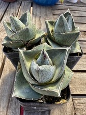 Agave pumila miniature for sale  Goleta