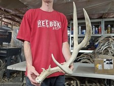 Huge mule deer for sale  Montrose