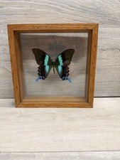 Green peacock swallowtail for sale  Saugus