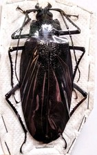 Ctenoscelis ater perù usato  Spedire a Italy