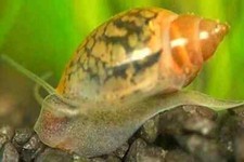 Physa esemplari lumache usato  Torino