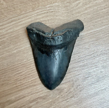 13cm megalodon shark for sale  LONDON