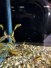 Inch goldenlazer cory d'occasion  Expédié en Belgium