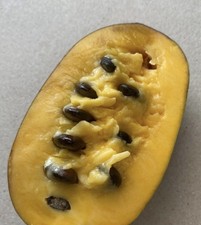 Paw paw seeds for sale  The Dalles