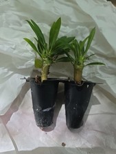 nice palm tree for sale nice palm tree for sale Canton