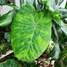 Colocasia esculenta lemon for sale  NOTTINGHAM