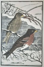 Daglish brambling woodcut for sale  OSWESTRY