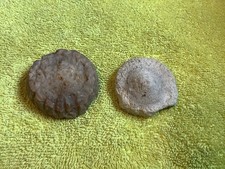 Versteinerte seeigel selten gebraucht kaufen  Wolfsburg