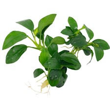 Anubias nana petite gebraucht kaufen  Eitelborn, Arzbach, Simmern