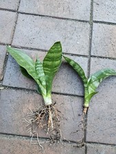 Bogenhanf sansevieria zimmer gebraucht kaufen  Handewitt
