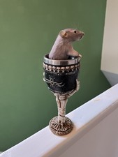 Taxidermy common rat for sale Taxidermy common rat for sale  WAKEFIELD