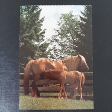 haflinger stute gebraucht kaufen haflinger stute gebraucht kaufen Beeskow