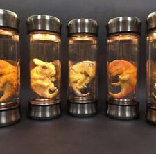 Usa jurassic park for sale  Chino