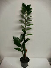 Angebot zamioculcas glücksfed gebraucht kaufen  Erfurt