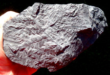 Fern fossil sphenopteris for sale  Birmingham