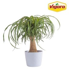 Ponytail palm indoor for sale  Houston