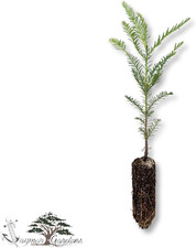 Large coast redwood for sale  Denver