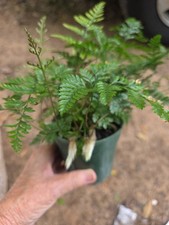 Davallia rabbit foot for sale  Canton