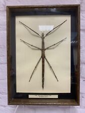 Taxidermy large stick for sale  WEYMOUTH