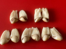 Set10 hirsch grandeln gebraucht kaufen  Coesfeld