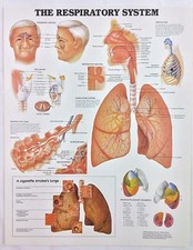 anatomical chart series for sale  Cave Creek