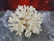 Birds nest white for sale  Ingleside