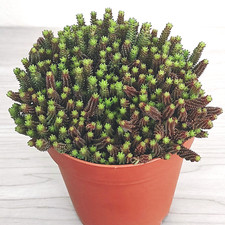 Succulent live plant for sale  San Jose