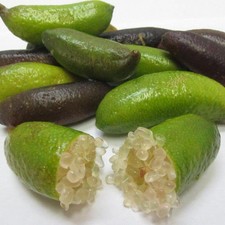 Microcitrus australasica citro d'occasion  Pouzauges